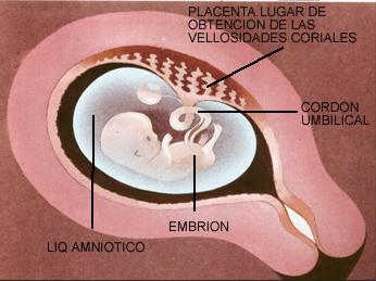 EQUIPO OBSTETRICO
Unidad Perinatal
Diagn�stico Pre-Natal
Tamizaje prenatal de defectos cong�nitos